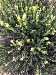 Ericameria discoidea