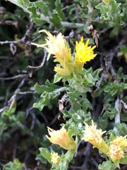 Ericameria discoidea
