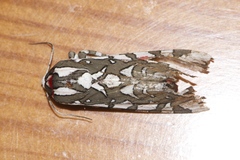 Arachnis dilecta