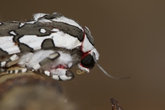 Arachnis dilecta