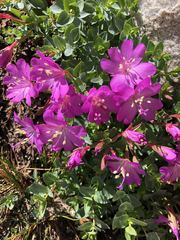 Epilobium obcordatum