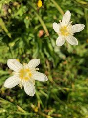Parnassia cirrata intermedia