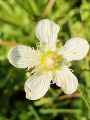 Parnassia cirrata intermedia