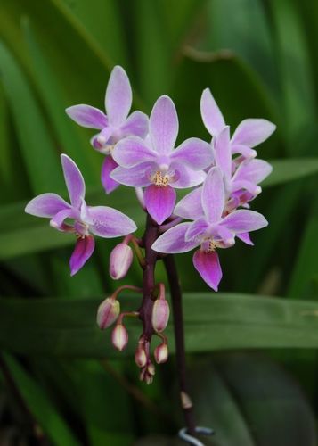Horse Phalaenopsis