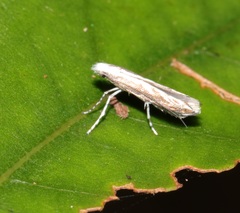 Epicephala lativalvaris