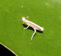 Epicephala lativalvaris