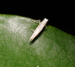 Epicephala lativalvaris