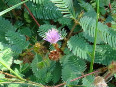 Mimosa pudica