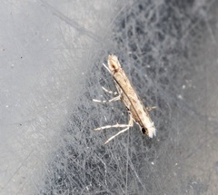 Epicephala lativalvaris