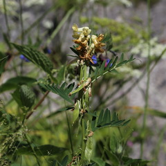 Vicia balansae