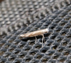 Epicephala lativalvaris