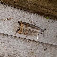 Parapediasia decorellus