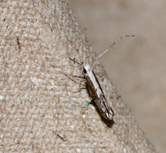 Epicephala lativalvaris