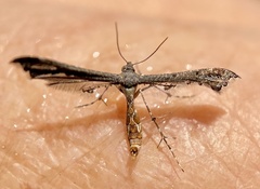 Michaelophorus indentatus