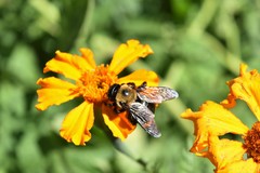 Xylocopa virginica