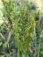 Sceptridium multifidum