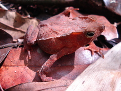 Rhinella hoogmoedi