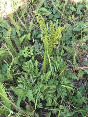 Sceptridium multifidum