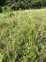 Sceptridium multifidum