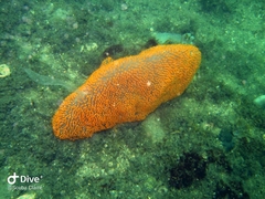 Polycitor giganteus
