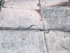 Chrysopelea paradisi