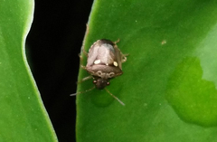 Eysarcoris guttigerus