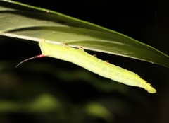 Macroglossum divergens