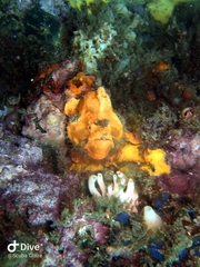 Lophiiformes