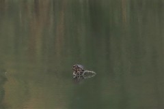 Trachemys scripta elegans