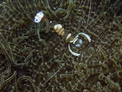 Ancylomenes magnificus