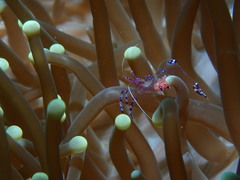 Ancylomenes sarasvati