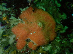 Aplidium solidum