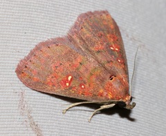 Sarobides inconclusa