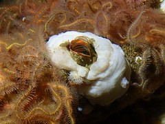 Megabalanus californicus