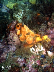 Lophiiformes