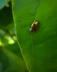 Cassidinae