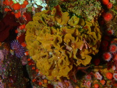 Primavelans insculpta