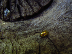 Cassidinae