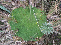 Werneria humilis