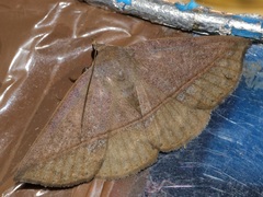 Ugia purpurea
