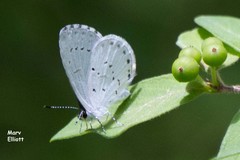 Celastrina neglecta