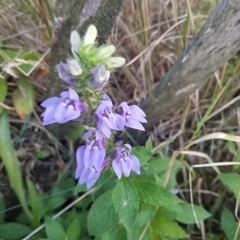 Lobelia siphilitica