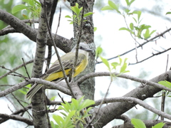 Tyrannus melancholicus