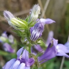 Lobelia siphilitica