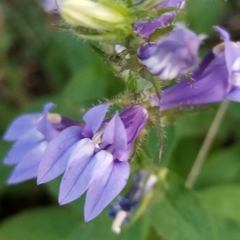 Lobelia siphilitica