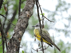 Tyrannus melancholicus