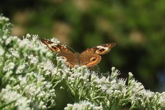 Junonia coenia coenia