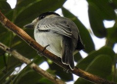 Pachyramphus rufus