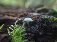 Mycena cyanocephala