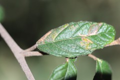 Pomaderris prunifolia